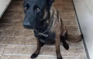 vive &Atilde;&copy;motion apr&Atilde;&uml;s la mort du chien policier Dino lors des incidents du match FC Metz &acirc; OL