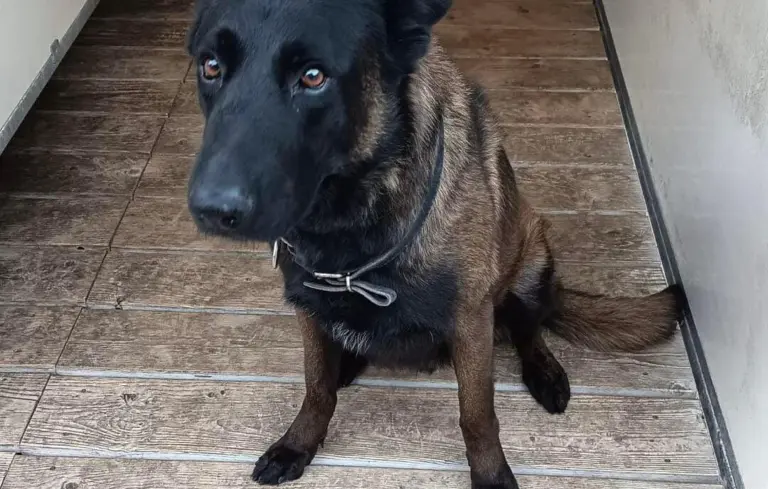 vive &Atilde;&copy;motion apr&Atilde;&uml;s la mort du chien policier Dino lors des incidents du match FC Metz &acirc; OL